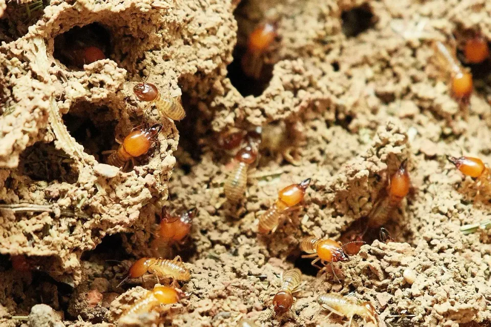 Termites — Pest Control
